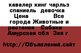  кавалер кинг чарльз спаниель -девочка › Цена ­ 45 000 - Все города Животные и растения » Собаки   . Амурская обл.,Зея г.